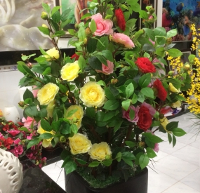 Hoa Hồng ̣̣̣̣̣̣̣̣̣