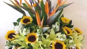 Hướng Dương Nở Rộ