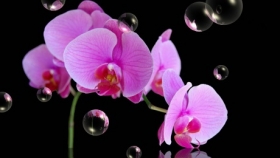 Tranh 2D - 3D PVC